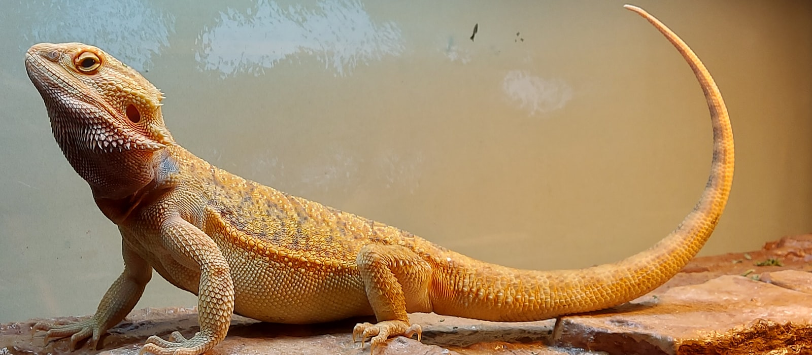 A healthy bearded dragon basking